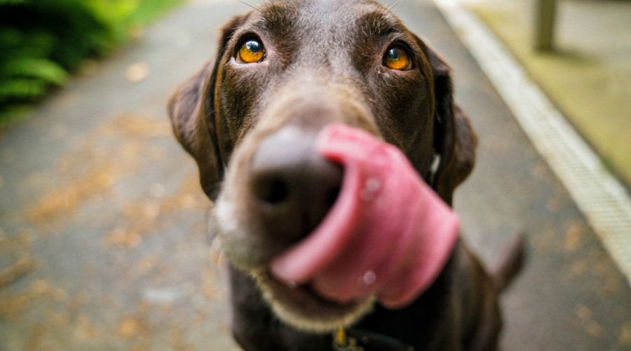 a dog enjoying it's normal routine whilst settling into a new home